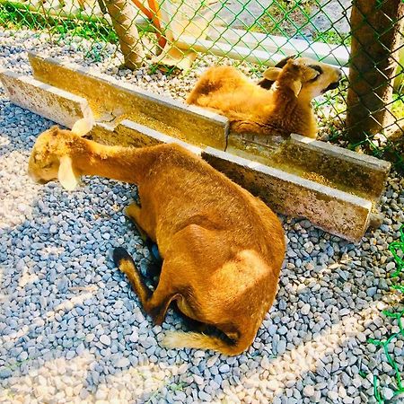 瑞穗棕榈湖渡假民宿 瑞穗乡 外观 照片